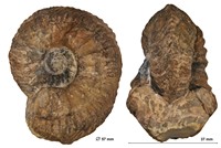 Cardioceras sp